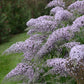 Grand Cascade Buddleia Pint