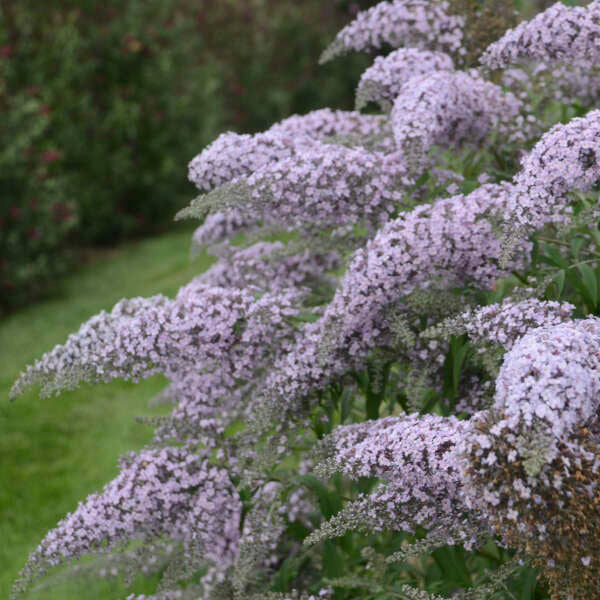 Grand Cascade Buddleia Pint