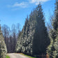 Tall Thuja Green Giant evergreens forming a dense green privacy hedge along a landscape border.