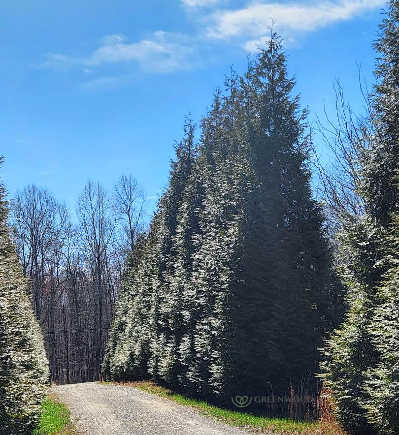 Tall Thuja Green Giant evergreens forming a dense green privacy hedge along a landscape border.