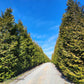 Tall Thuja Green Giant evergreens forming a dense green privacy hedge along a landscape border.