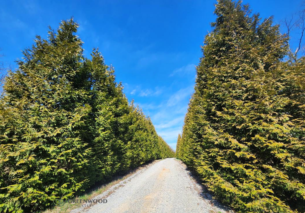 Tall Thuja Green Giant evergreens forming a dense green privacy hedge along a landscape border.