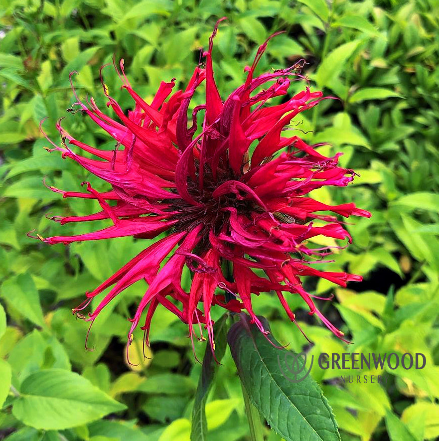 Monarda Jacob Cline Image 1
