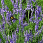 Grosso Lavender Pint Image 2