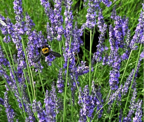 Grosso Lavender Pint Image 2