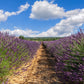 Grosso Lavender Pint Image 1