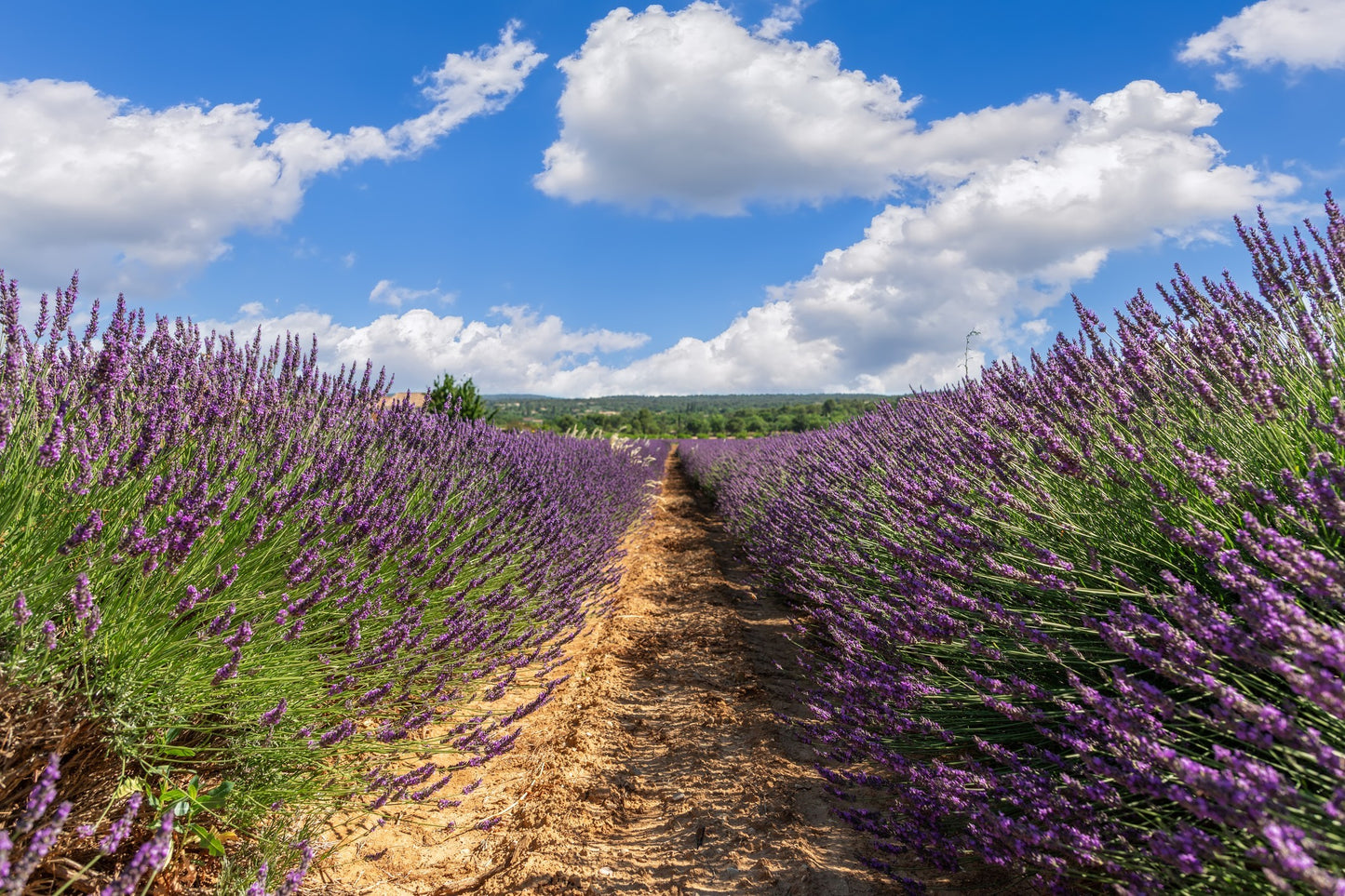 Grosso Lavender Pint Image 1