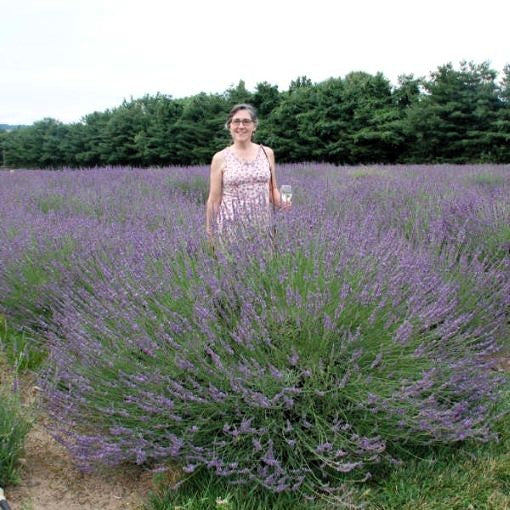 Phenomenal Lavender Image 1