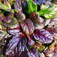 "Close-up of almost black mahogany leaves of Mahogany Bugleweed Ajuga reptans"