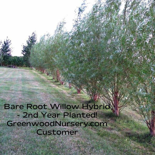 Tall hybrid willow trees form a fast‑growing green screen along a property line.