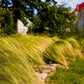 Mexican Feather Grass Image 3