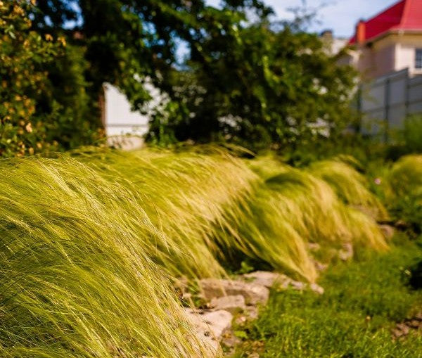 Mexican Feather Grass Image 3