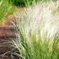 Mexican Feather Grass Image 4