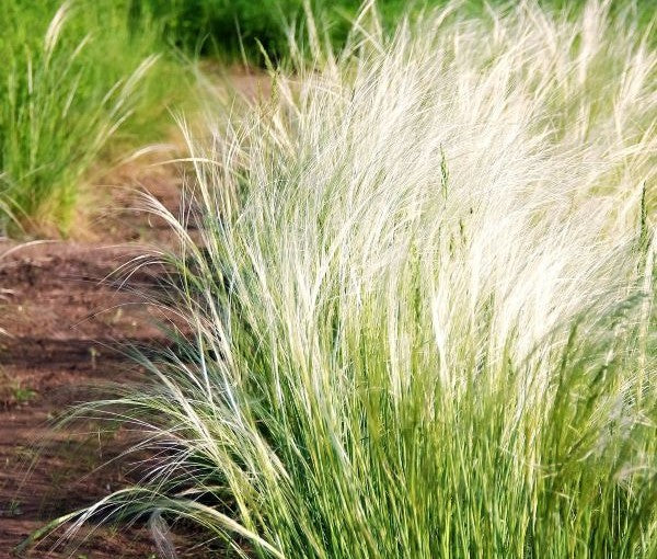 Mexican Feather Grass Image 4