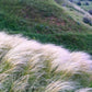Mexican Feather Grass Image 5