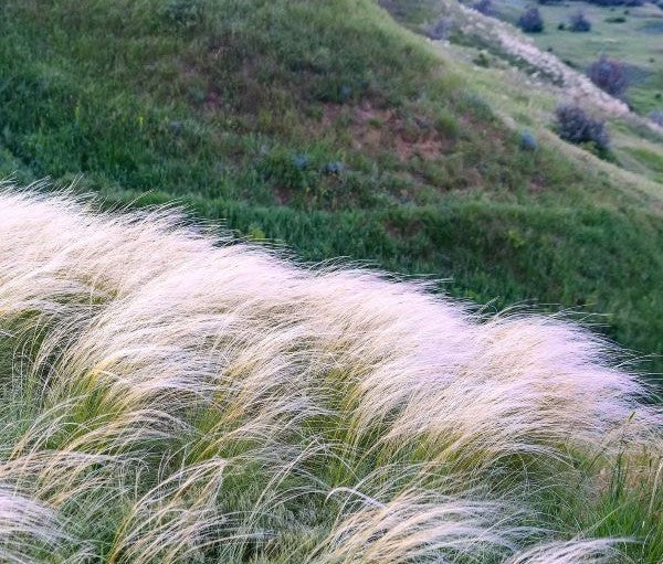 Mexican Feather Grass Image 5