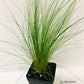 Mexican Feather Grass Image 2