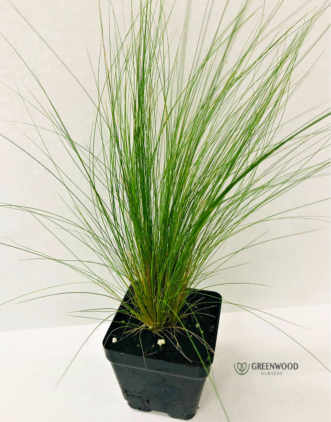 Mexican Feather Grass Image 2