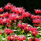Monarda Jacob Cline Image 2