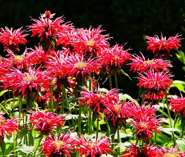 Monarda Jacob Cline Image 2