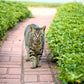 Pachysandra terminalis Ground Cover Image 3