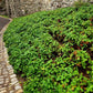 Pachysandra terminalis Ground Cover Image 2