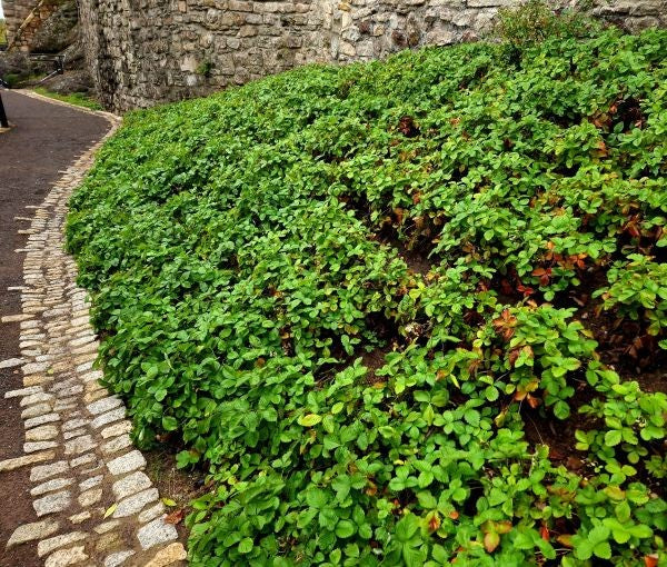 Pachysandra terminalis Ground Cover Image 2