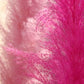 Pink Pampas Grass Pint Image 1