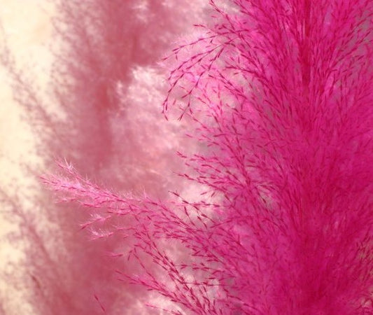 Pink Pampas Grass Pint Image 1