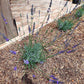 Phenomenal Lavender Image 3
