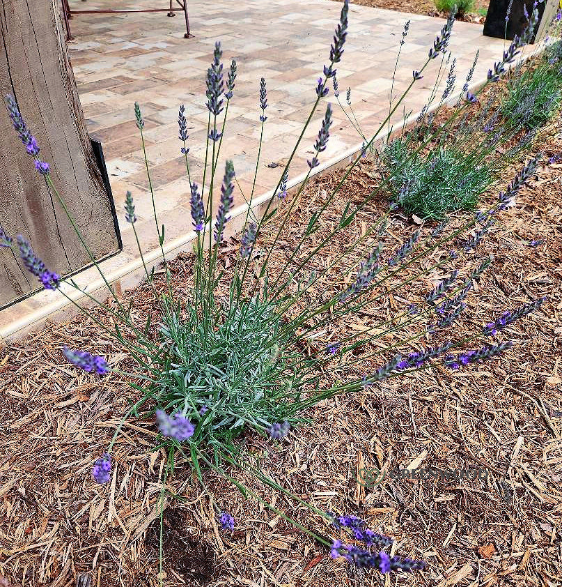 Phenomenal Lavender Image 3