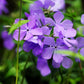 Blue Moon Woodland Phlox with regal lilac-blue flowers in a garden