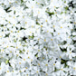 A crisp close-up showing a dense blanket of White Creeping Phlox flowers, featuring five-petaled pure white blossoms with small yellow centers interlocking to form a solid sheet of color