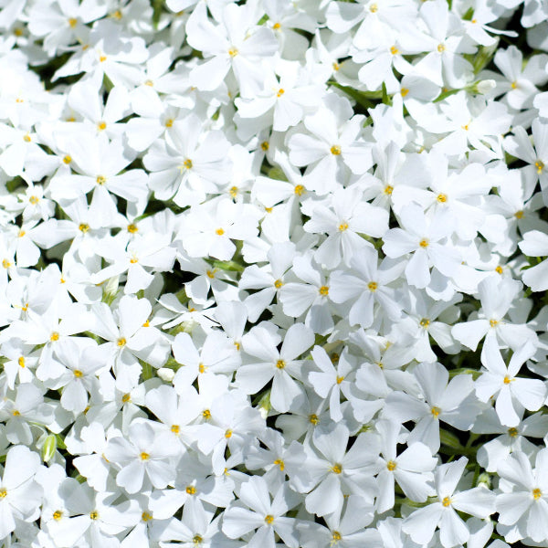 A crisp close-up showing a dense blanket of White Creeping Phlox flowers, featuring five-petaled pure white blossoms with small yellow centers interlocking to form a solid sheet of color