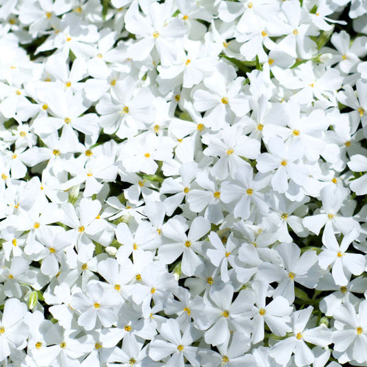 A crisp close-up showing a dense blanket of White Creeping Phlox flowers, featuring five-petaled pure white blossoms with small yellow centers interlocking to form a solid sheet of color