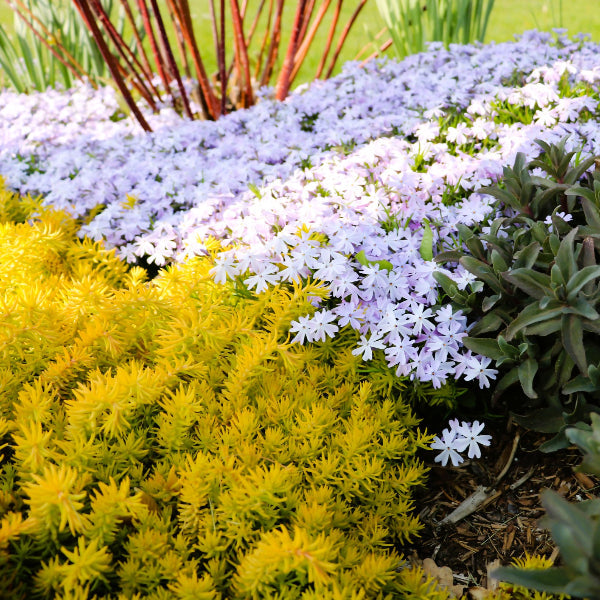 A vibrant multi-textured garden landscape featuring a sweeping layer of pale lavender creeping phlox flowers bordered by a dense carpet of bright chartreuse yellow stonecrop sedum