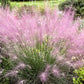 Pink Muhly Grass Image 1