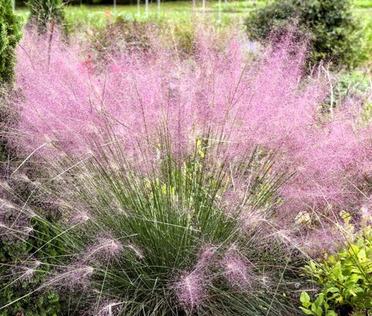 Pink Muhly Grass Image 1