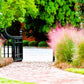 Pink Muhly Grass Image 2
