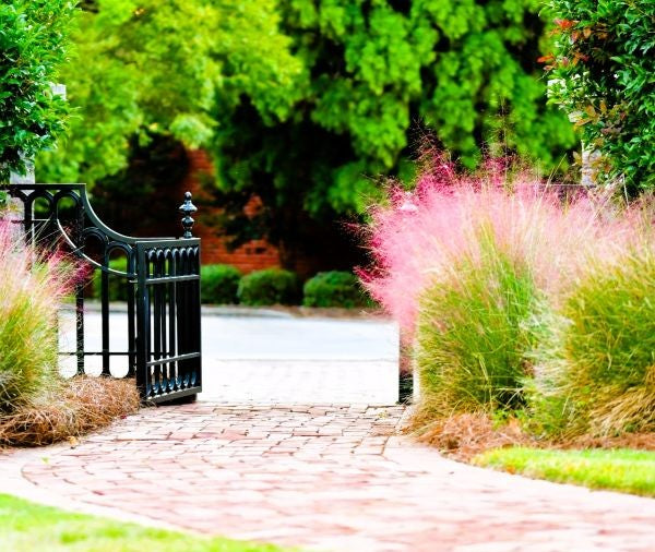 Pink Muhly Grass Image 2