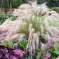 Pink Muhly Grass Image 3