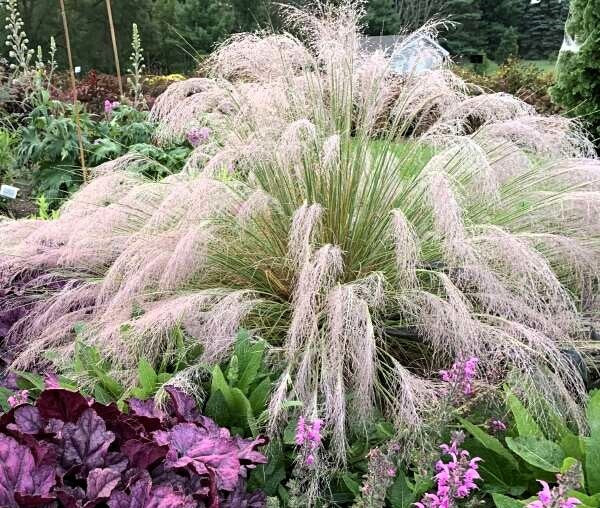 Pink Muhly Grass Image 3