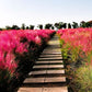 Pink Muhly Grass Image 4