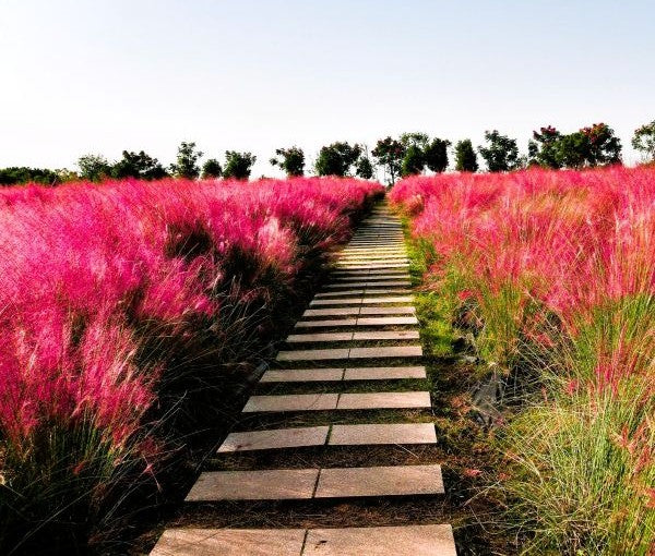 Pink Muhly Grass Image 4