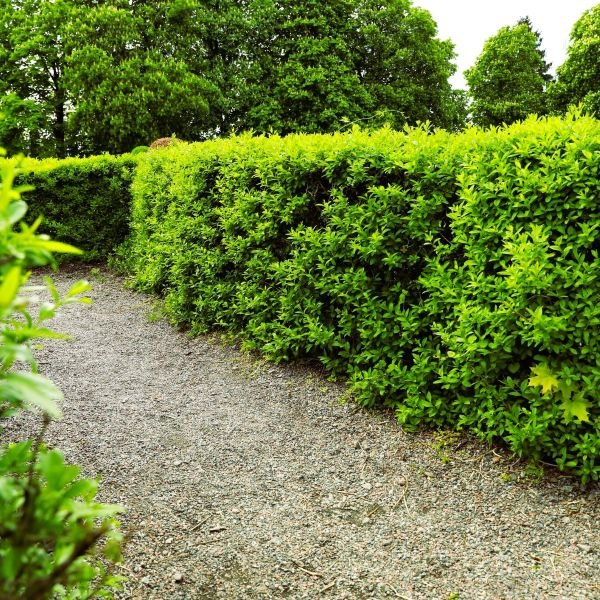 Dense green privet hedge forming a tall screen along a landscaped garden bed.