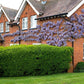 Dense green privet hedge forming a tall screen along a landscaped garden bed.