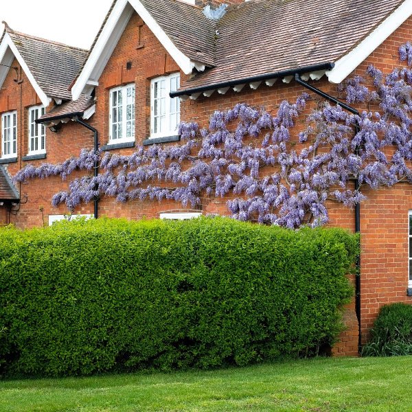 Dense green privet hedge forming a tall screen along a landscaped garden bed.