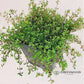 Creeping Red Thyme Pint Image 4