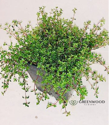 Creeping Red Thyme Pint Image 4