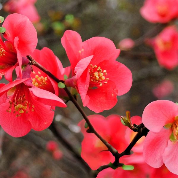Red Flowering Quince with bright orangey-red blooms in full bloom